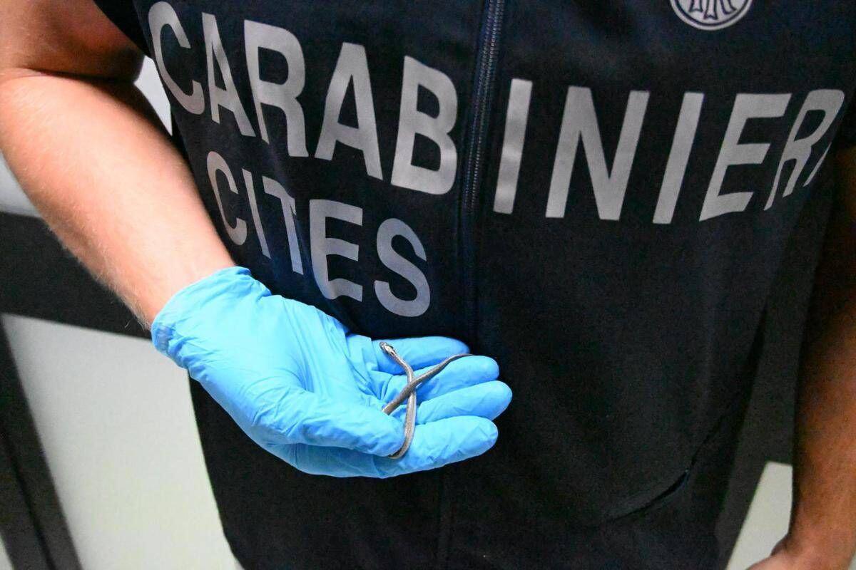 Palermo, fermento all'aeroporto: trovato piccolo serpente sul volo da Lampedusa - 