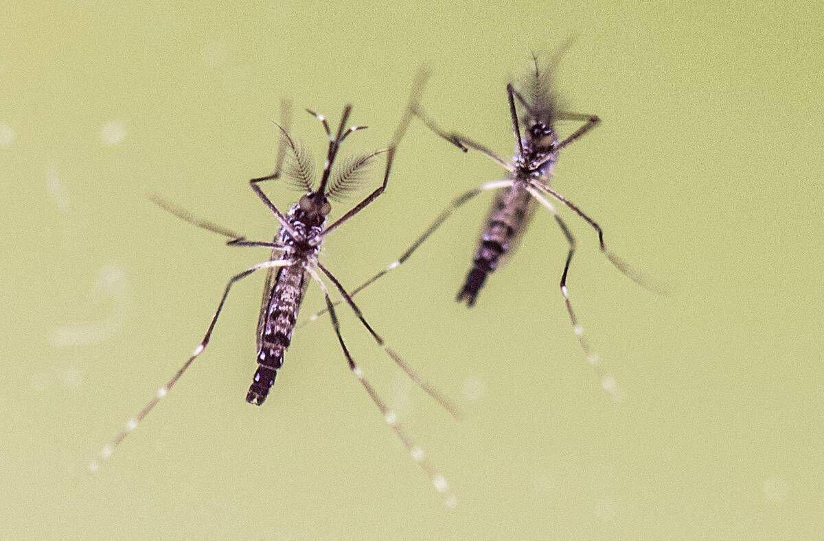 Zanzare e virus, cresce l'attenzione in Italia: 700 casi di West Nile e 312 di Dengue - 
