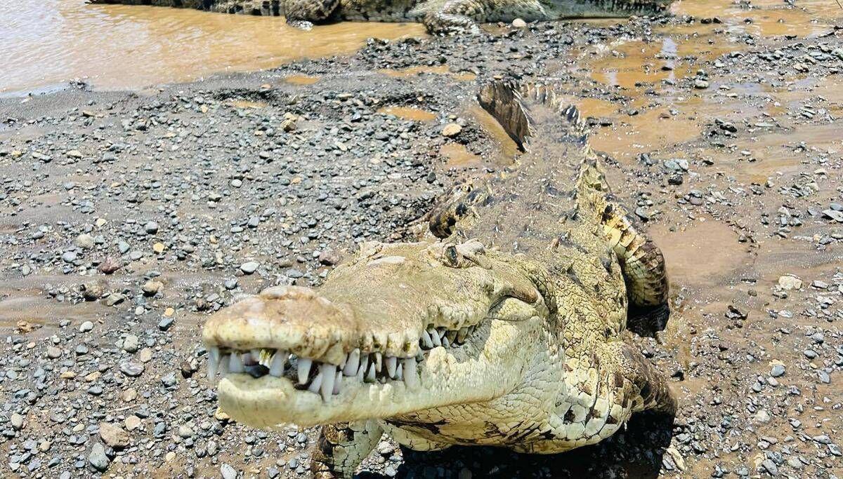 Brisbane 2032, ok al fiume dei coccodrilli: gare di canottaggio si faranno sul Fitzroy - 