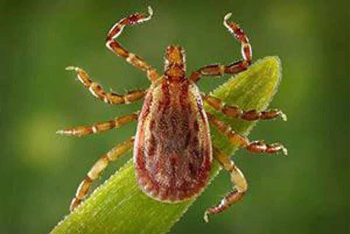 Allarme Altnv, il nuovo virus dalle zecche: cosa sapere - 