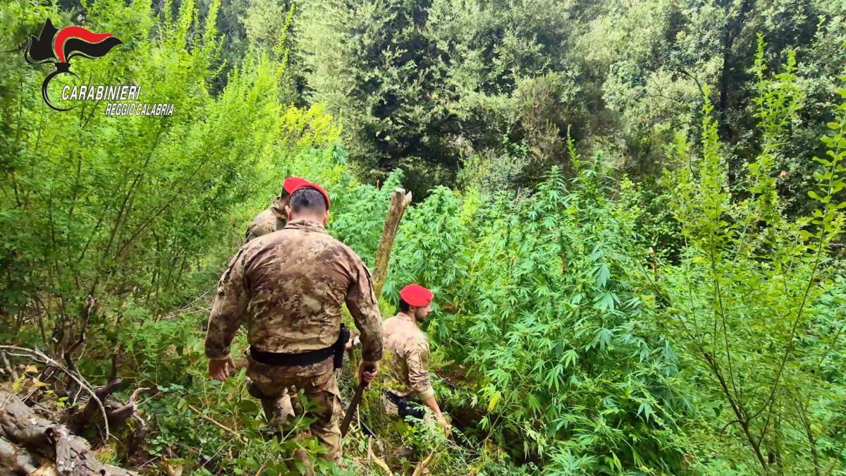 Scoperte 5 piantagioni di marijuana tra i boschi dell’Aspromonte, due arresti - 