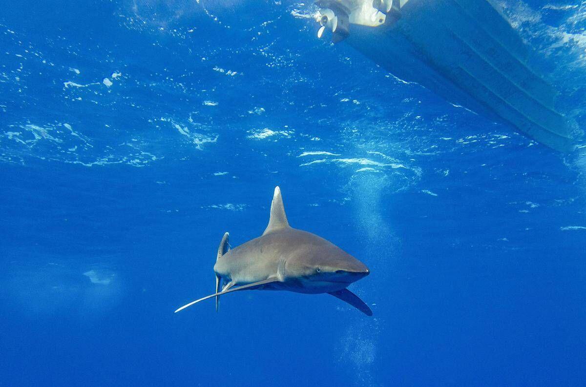 Dramma in Australia, si tuffa in mare e viene ucciso da uno squalo: chiuse tutte le spiagge - 