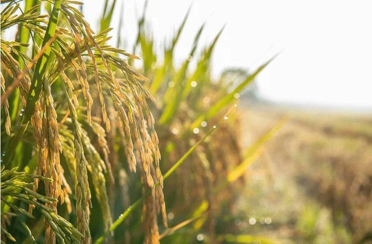 Agricoltura: Ismea, prorogato al 15 dicembre termine domande al Fondo Inail da 10 mln per trattori - 