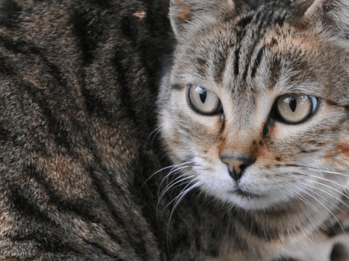 Scoperta nuova specie di felino selvatico, si trova in Bolivia: è il gatto Tilcayo - 