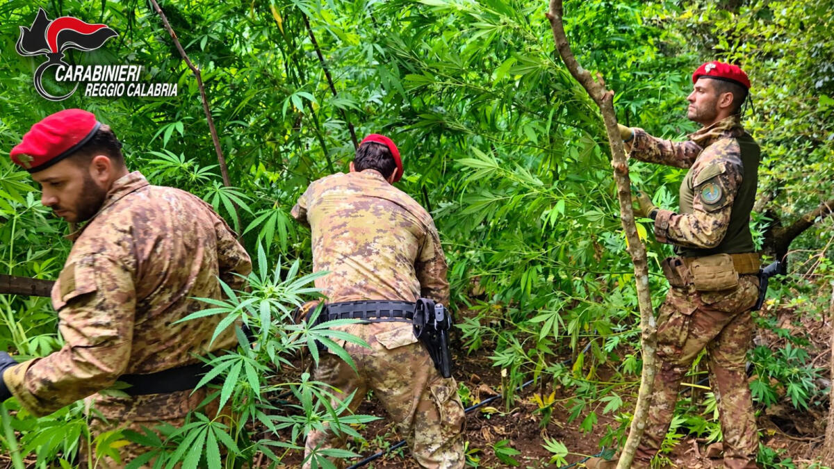 Scoperta una piantagione di canapa indiana nel Reggino, sequestrate 300 piante / Video - 