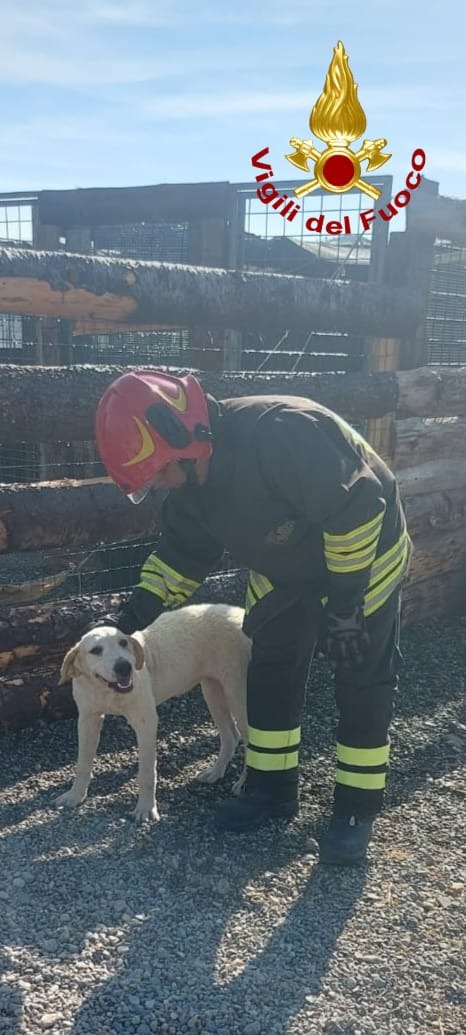 Incendio Canile Cirò Marina Oasi Argo - Foto Uff. Stampa Vigili del fuoco crotone 4.09.2026