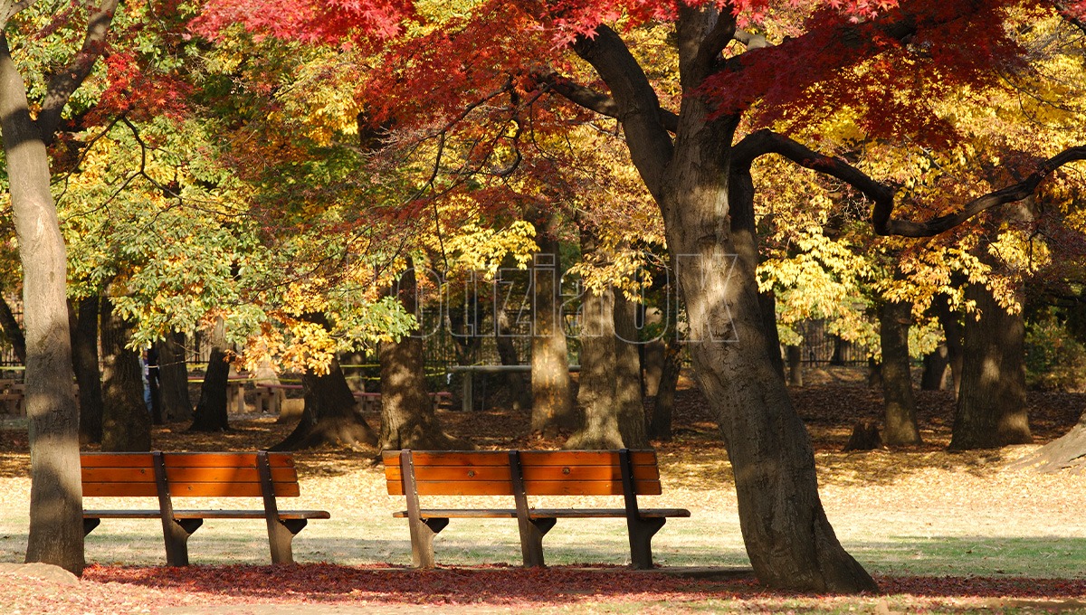 Lifestyle - Miele di quercia, un alleato naturale contro la stanchezza autunnale - Foto: Redazione 