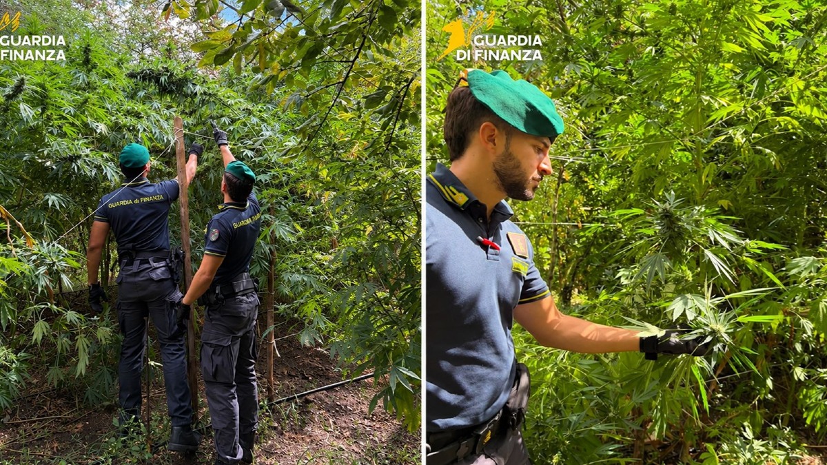 Guardia di finanza, sequestrate 19 piantagioni di cannabis: valore oltre 8,3 milioni - Foto Uff. Stampa Guardia di finanza