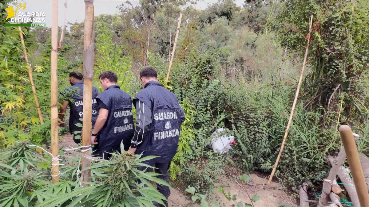 Papanice, sequestrate 72 piante di cannabis: produzione stimata in 40 chili - Foto: Uff Stampa Guardia di Finanza