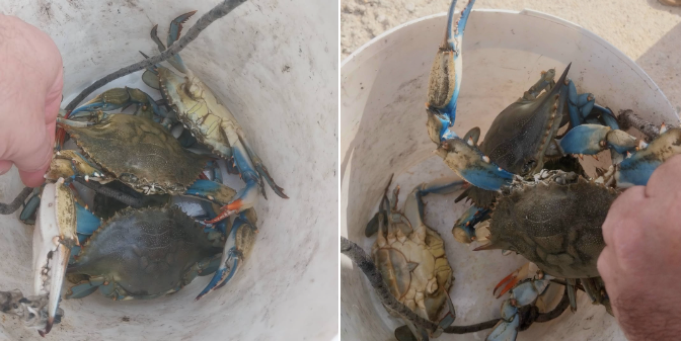 Granchio blu, quattro esemplari avvistati tra Le Castella e Praialonga - Foto: Uff. Stampa ASD Isola Ambiente Apnea APS,