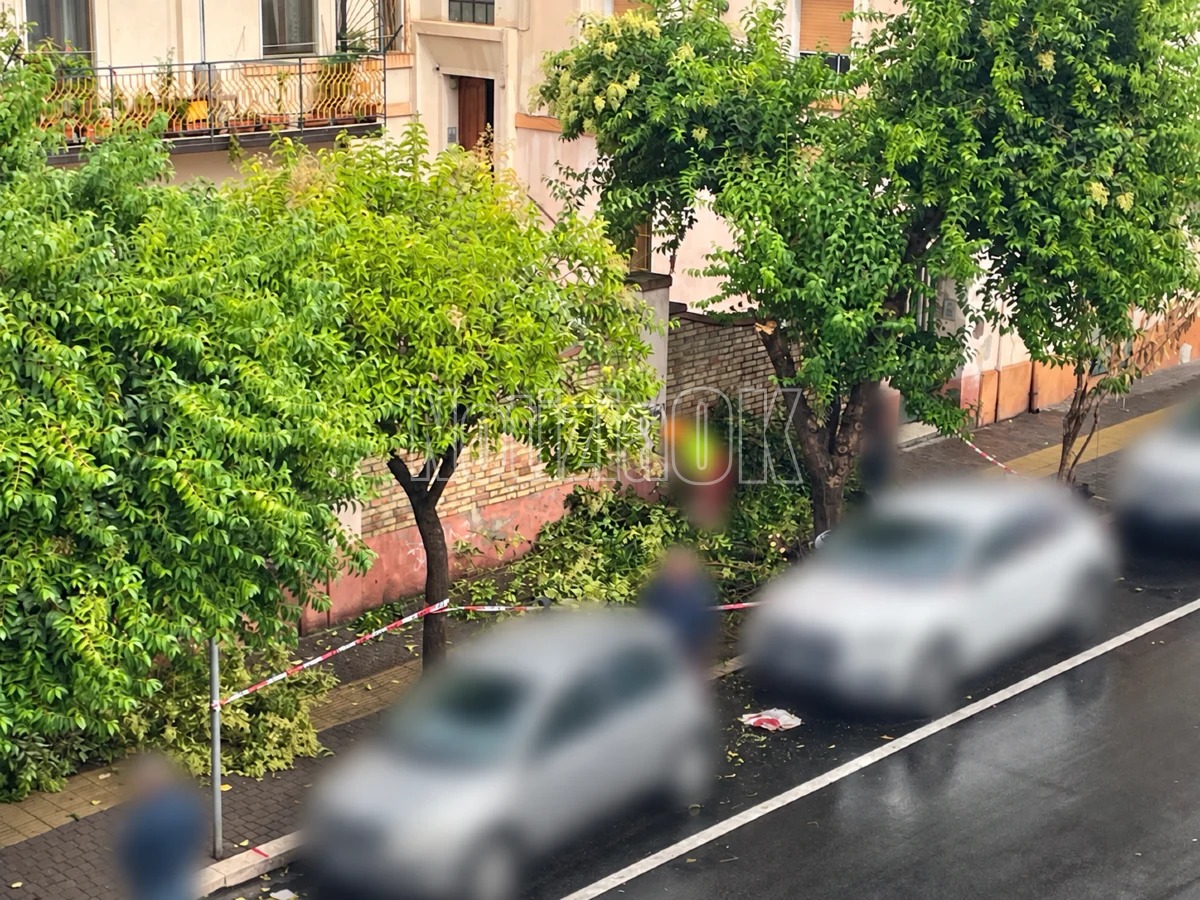Crotone, le piogge indeboliscono un albero: ramo sul marciapiede - Foto: Redazione 