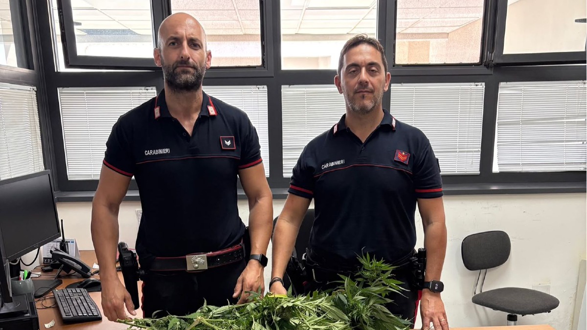 Gimigliano, quattro piante di canapa indiana nel giardino di casa: denunciato un cinquantenne - foto uff. stampa carabinieri 