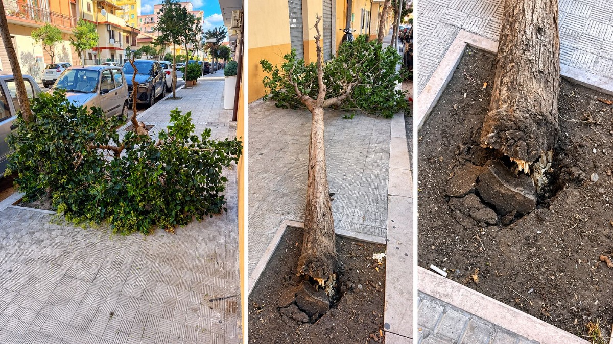 Crotone, raffiche di tramontana e alberi caduti  - 