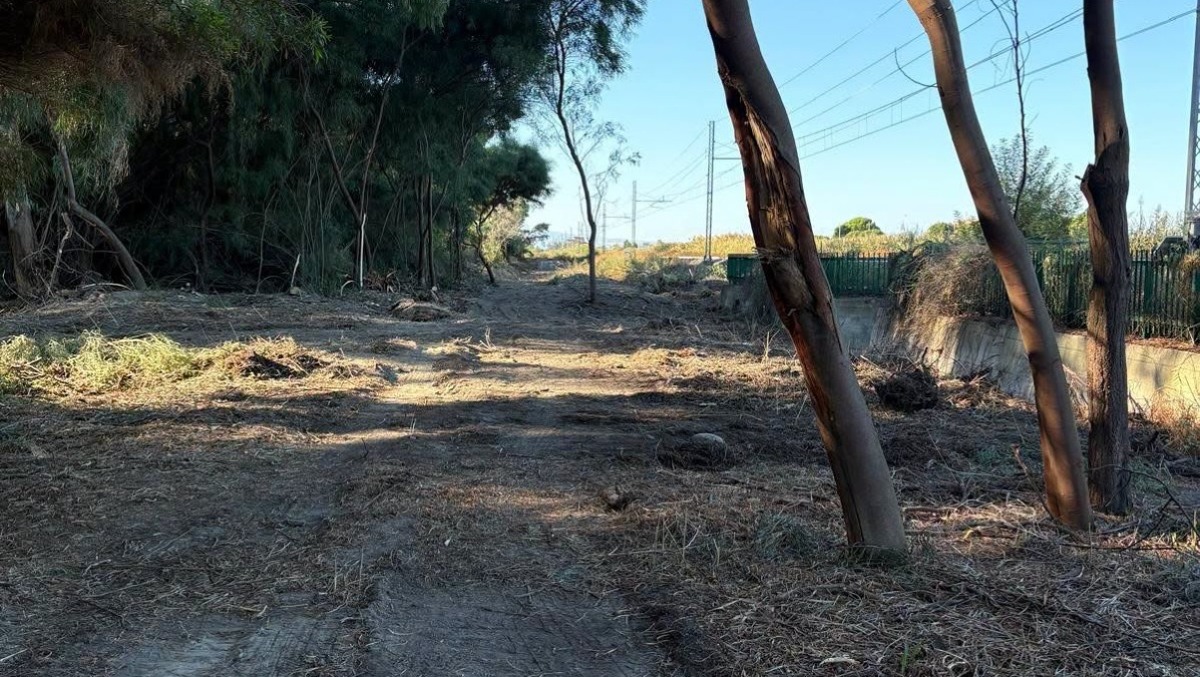 Villapiana, al via la manutenzione della pineta di Lido: interventi dopo circa trent’anni - Foto: Uff. Stampa Comune di Villapiana