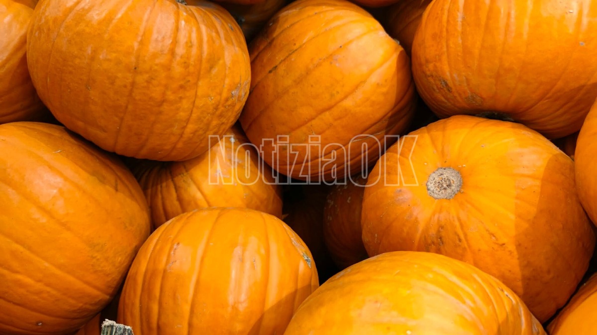 Scalea, lo Zucca Village apre le porte all’autunno: attività per tutta la famiglia - Foto: Redazione