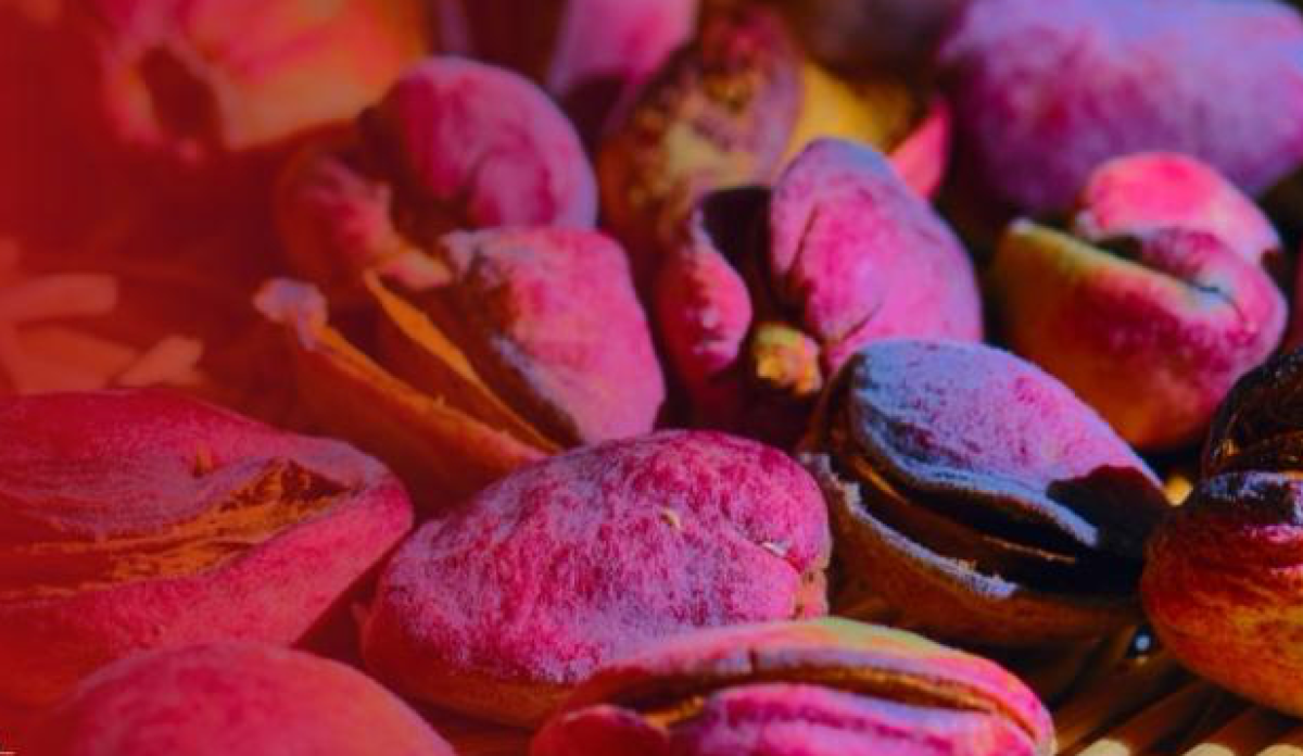 Mandorla Rossa di Amendolara, biodiversità e innovazione: venerdì la settima Festa - Foto: Uff. Stampa Comune di Catanzaro