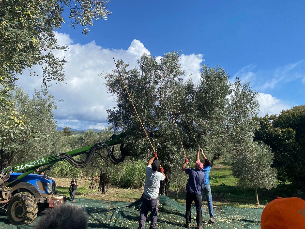 Maida, successo per la decima Giornata nazionale “Camminata tra gli Olivi” - Foto Uff Stampa Comune di Maida 