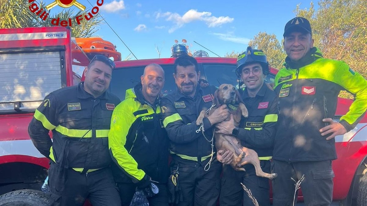Cirò Superiore, cane da caccia bloccato in un dirupo: salvato dai Vigili del Fuoco - Foto Uff. Stampa Vigili del fuoco 