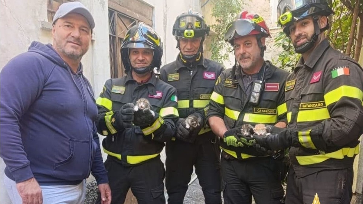 Catanzaro, quattro gattini intrappolati in un sottoscala: salvati dai Vigili del Fuoco - Foto Uff. Stampa Vigili del fuoco 