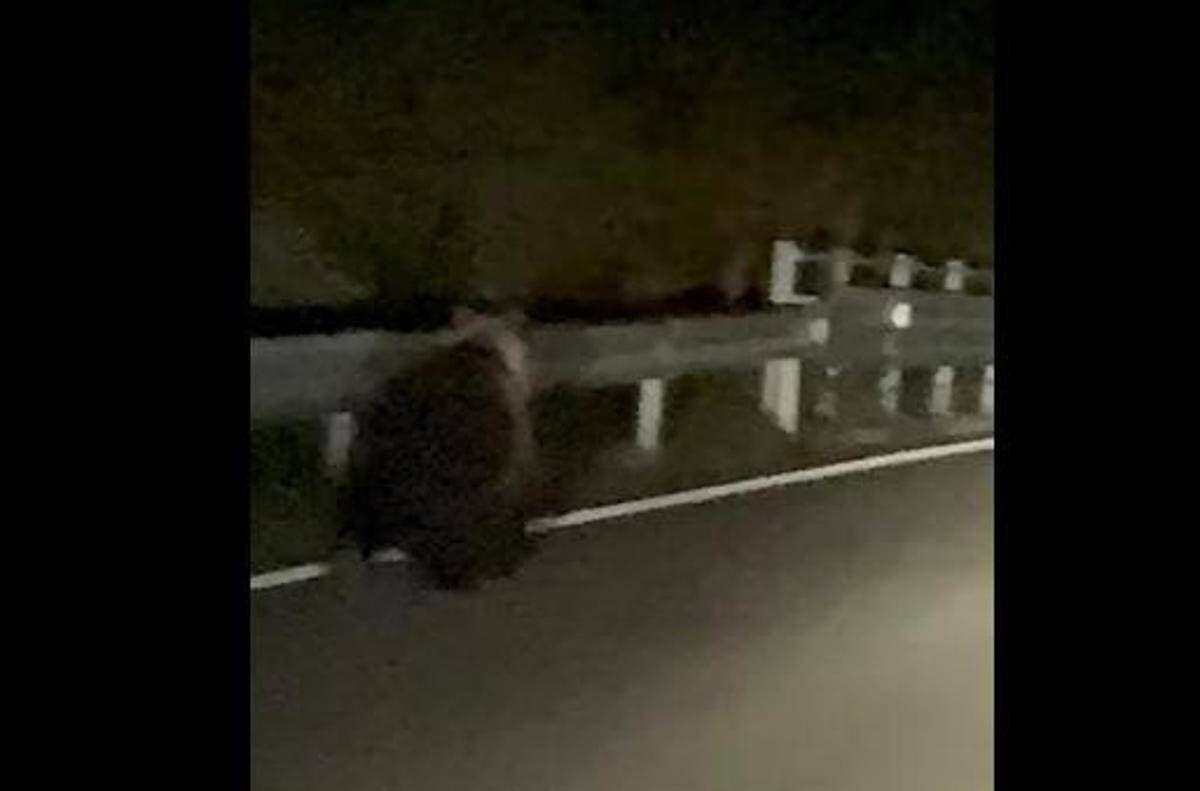 Orso avvistato a Enego, filmato sulla Valgadena: scattano i controlli del Dna - 