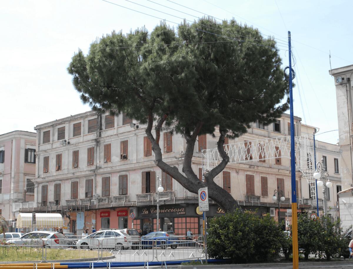 Crotone, otto anni fa cadeva il pino marittimo di Piazza Pitagora: un ricordo ancora vivo - Foto: Redazione