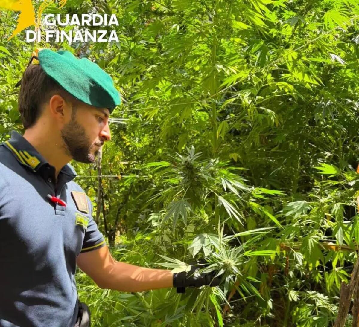 Sequestrate 19 piantagioni di canapa indiana in località montuose della Calabria - 