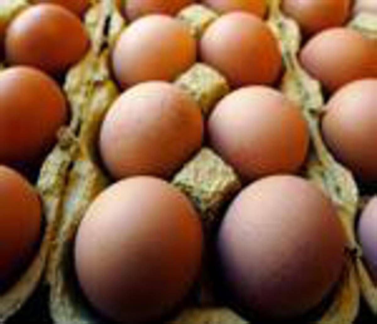Richiamo uova biologiche per rischio Salmonella: lotti e scadenze - 