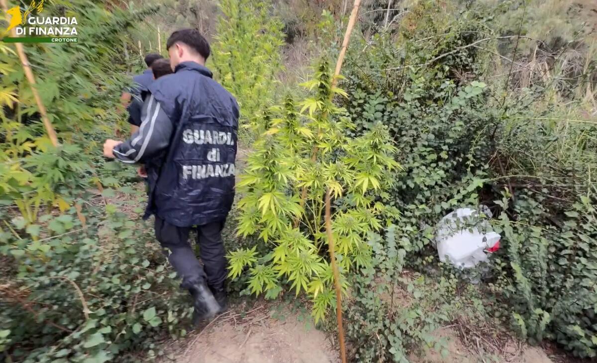 Sequestrata piantagione di cannabis in area montana del Crotonese - 
