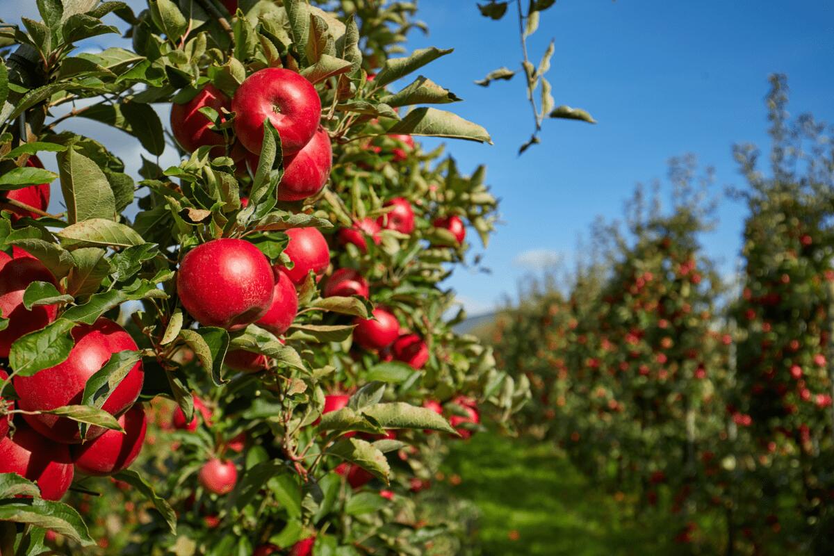Agricoltura, Italia sul tetto del mondo: export di mele da primato per il secondo anno consecutivo - 