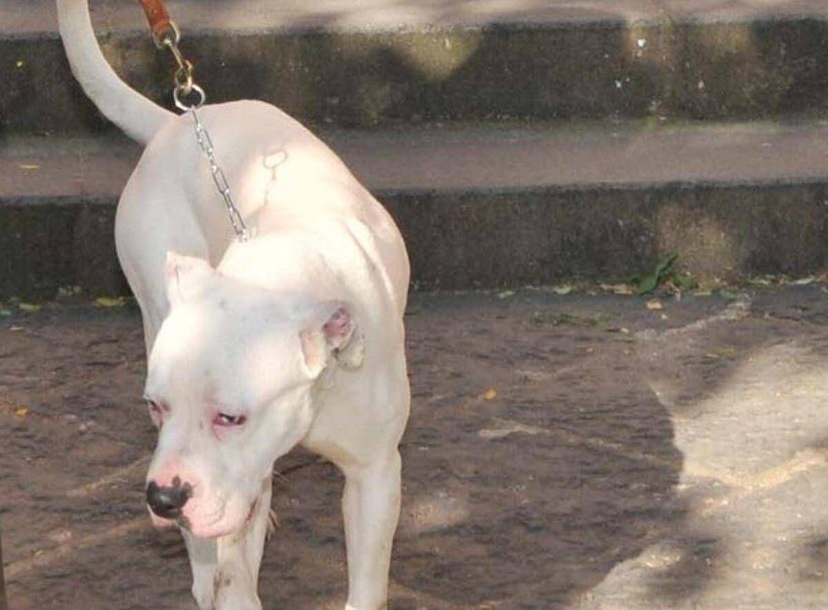Seduta al tavolino di un bar viene azzannata in testa da un cane sfuggito alla dog sitter - 