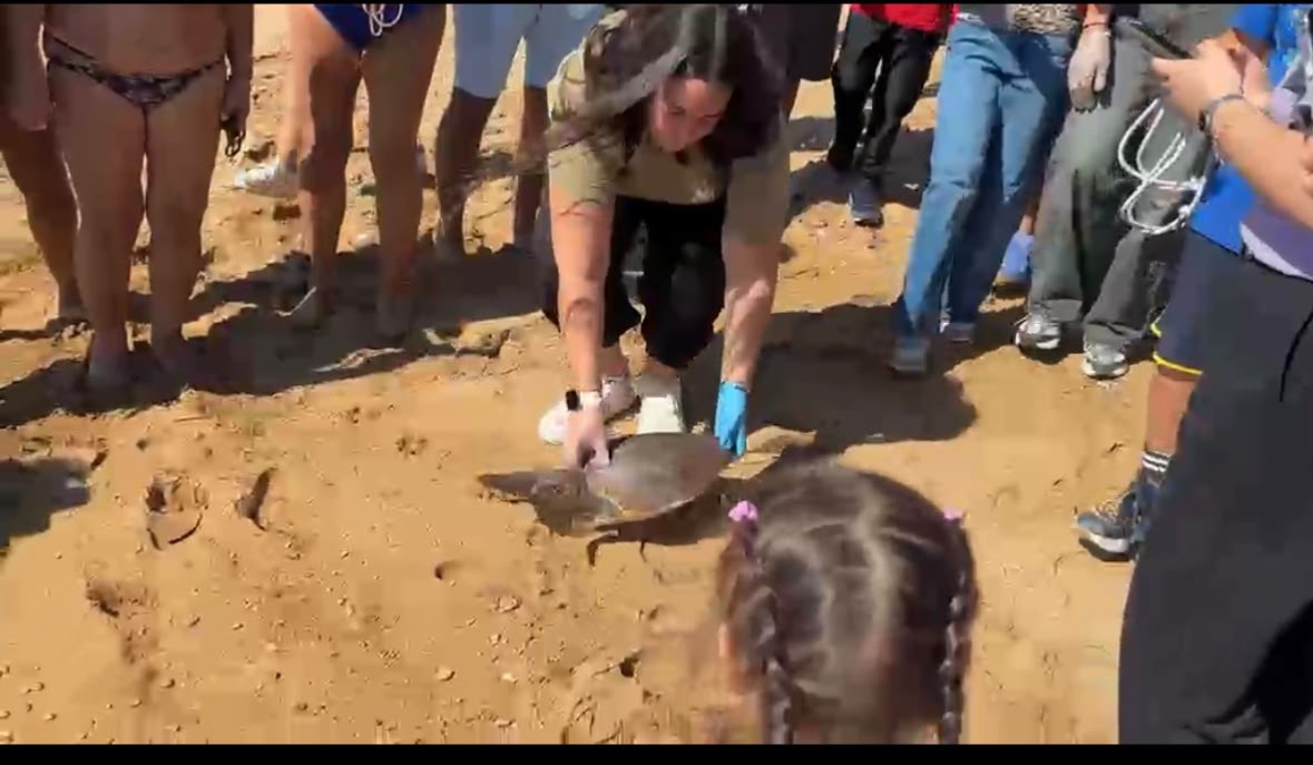 Salvataggio Tartaruga Le Castella - Foto Uff Stampa wwf Crotone 