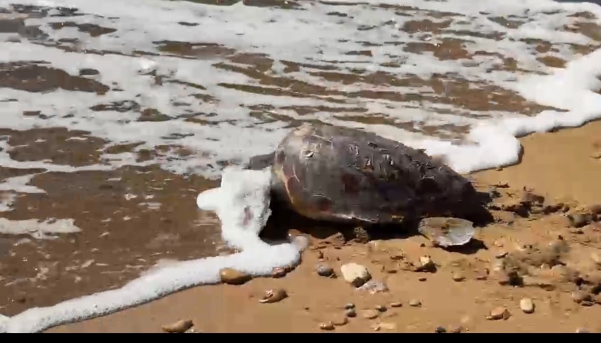 Salvataggio Tartaruga Le Castella - Foto Uff Stampa wwf Crotone 