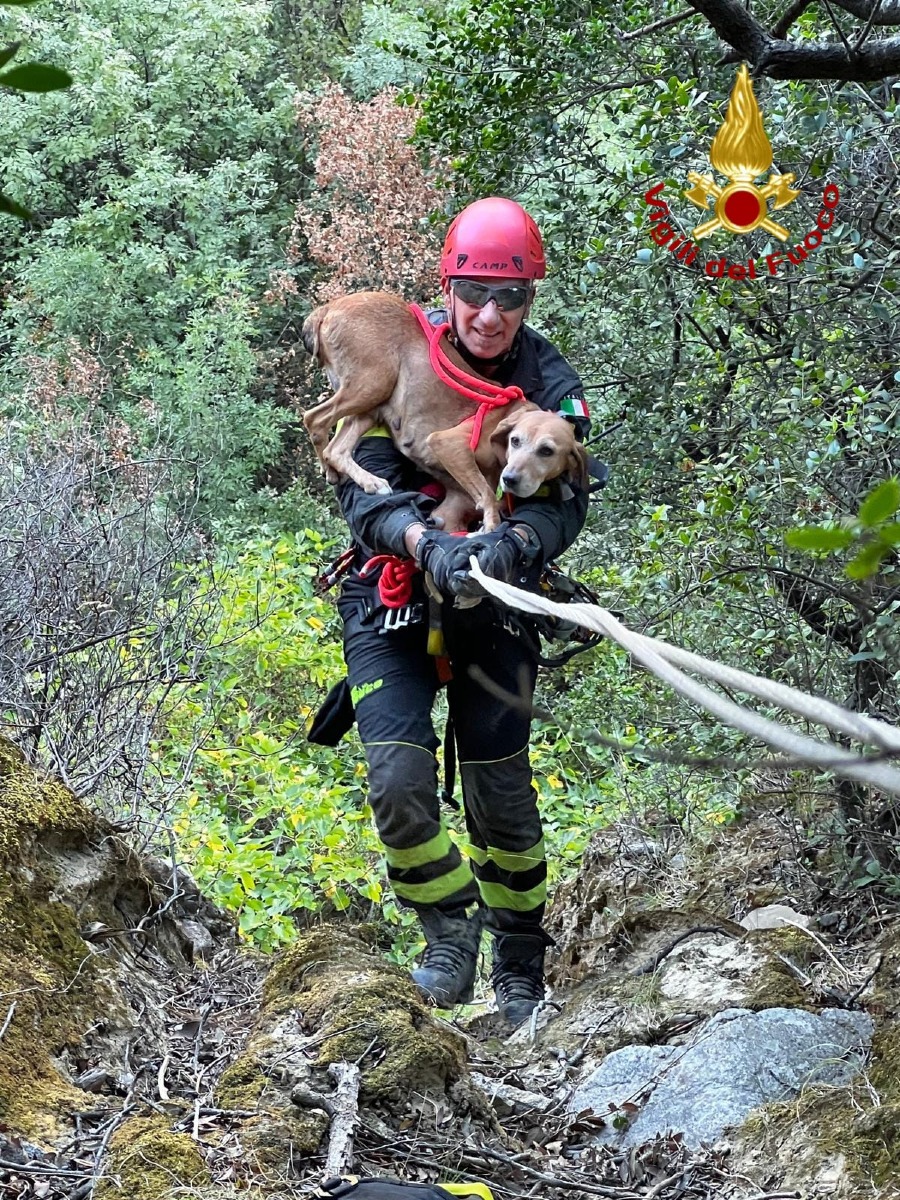Cane salvato Cirò - Foto Uff Stampa Vigili del fuoco 27.10.2026